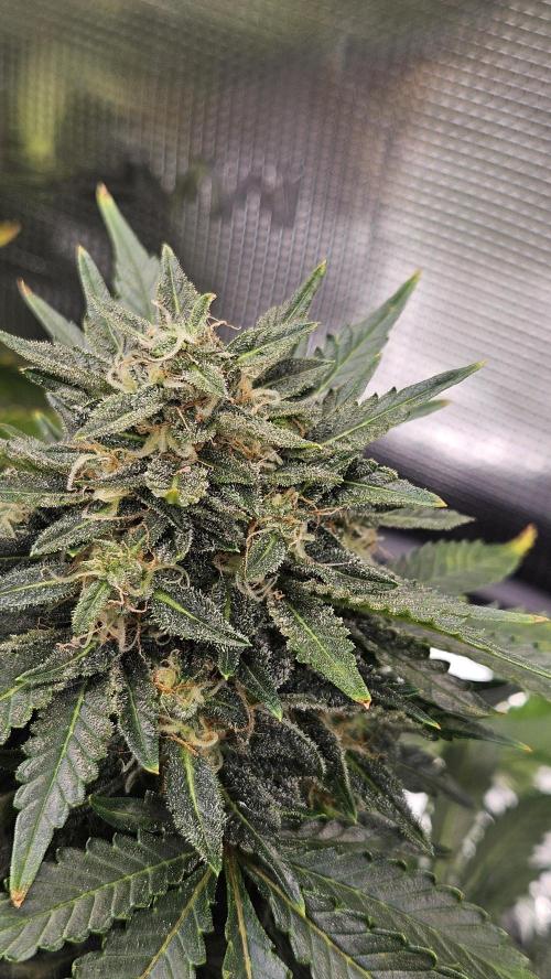 1st time hydro grow. Week 11