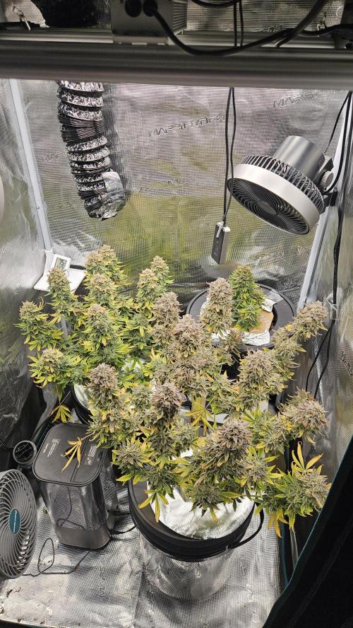 1st time hydro grow. Week 13
