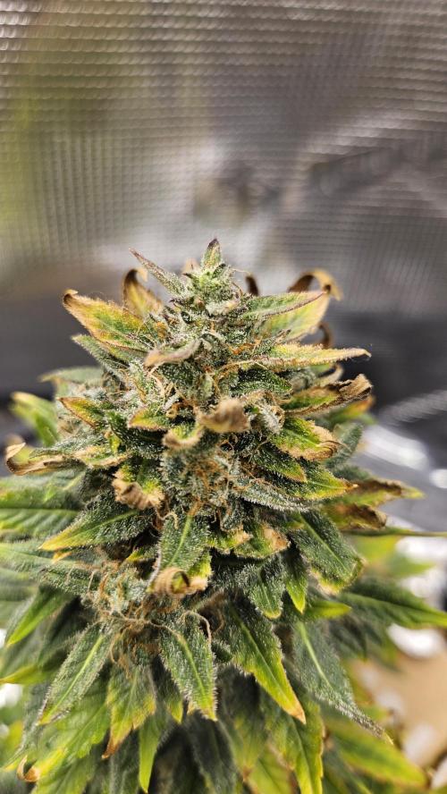 1st time hydro grow. Week 13