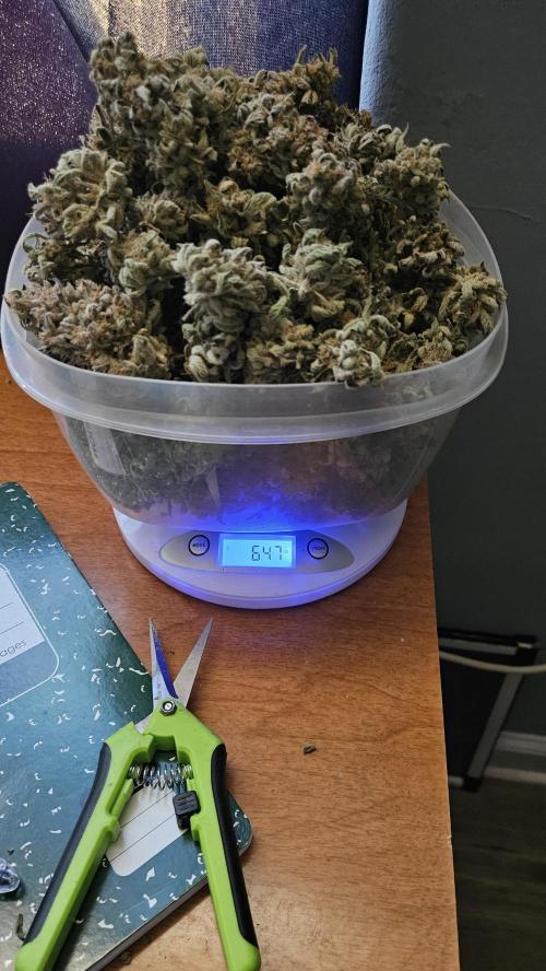 1st time hydro grow. Week 14
