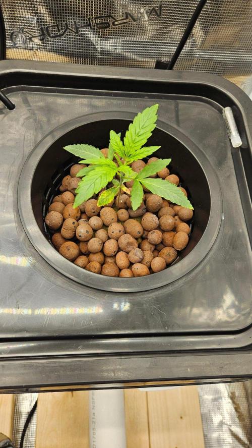 OG EVERGLADES & PINEAPPLE RUNTZ IBL. Week 1