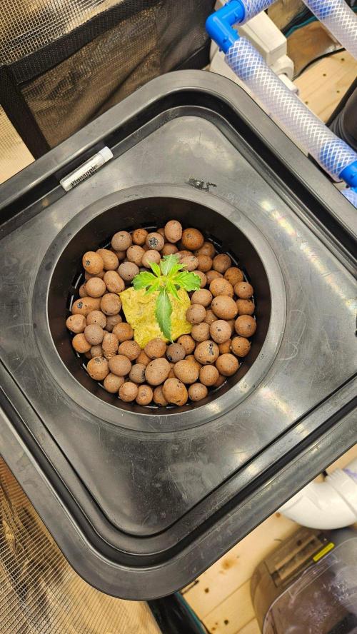 OG EVERGLADES & PINEAPPLE RUNTZ IBL. Week 2 - Pineapple Runts IBL Auto