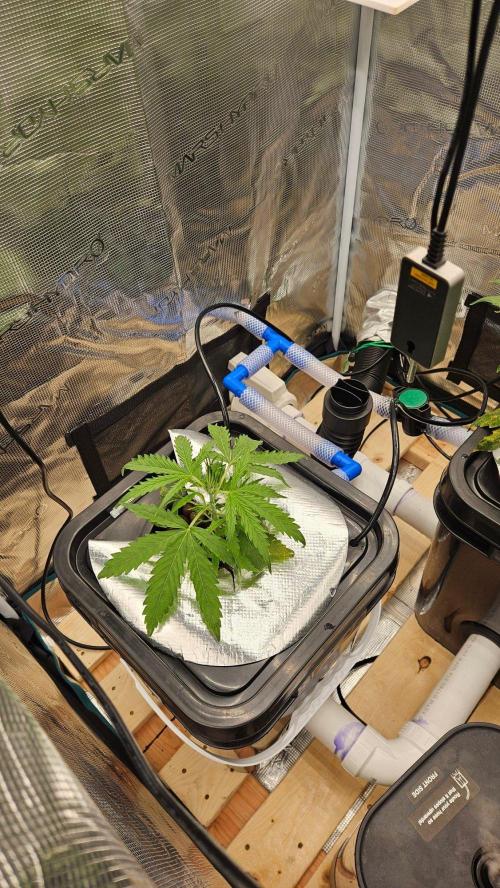 OG EVERGLADES & PINEAPPLE RUNTZ IBL. Week 3