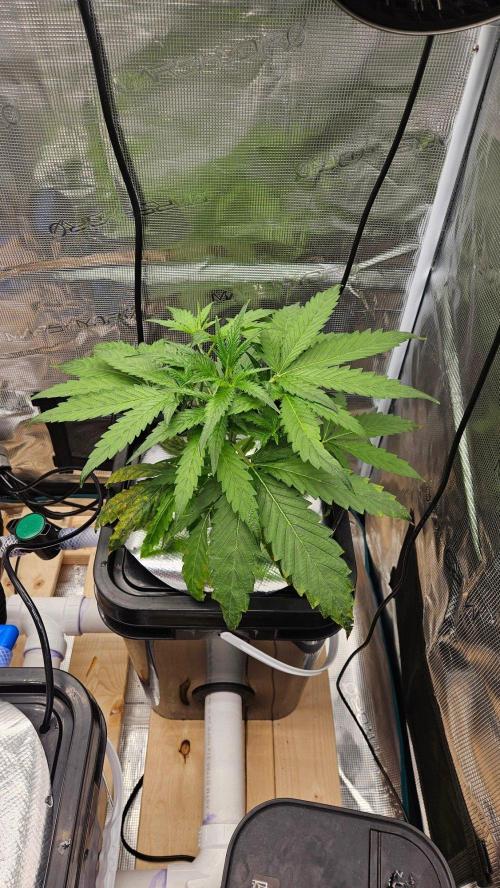 OG EVERGLADES & PINEAPPLE RUNTZ IBL. Week 3