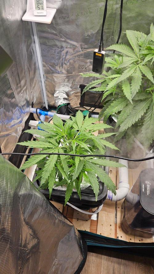 OG EVERGLADES & PINEAPPLE RUNTZ IBL. Week 4