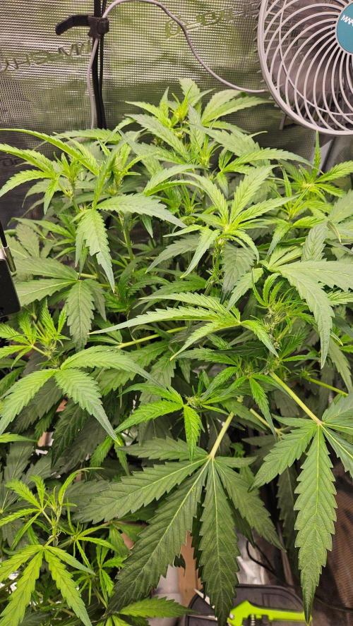 OG EVERGLADES & PINEAPPLE RUNTZ IBL. Week 5