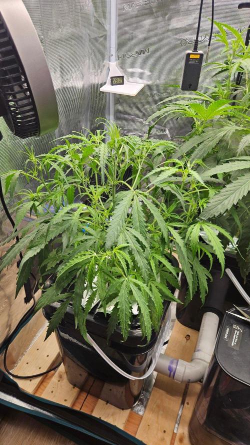 OG EVERGLADES & PINEAPPLE RUNTZ IBL. Week 5