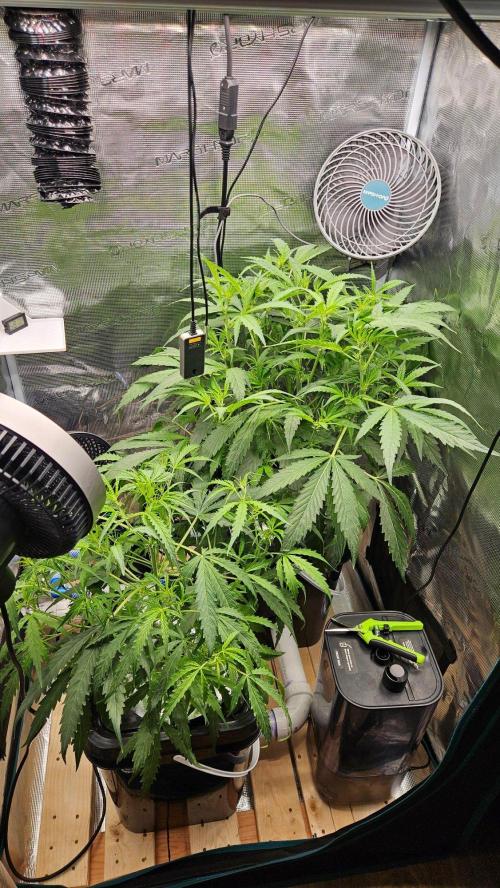 OG EVERGLADES & PINEAPPLE RUNTZ IBL. Week 5