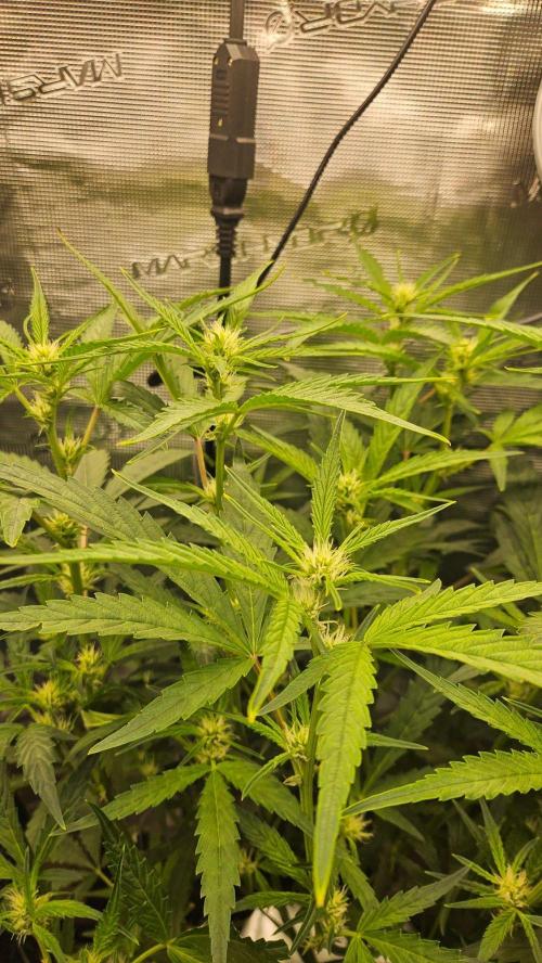 OG EVERGLADES & PINEAPPLE RUNTZ IBL. Week 6