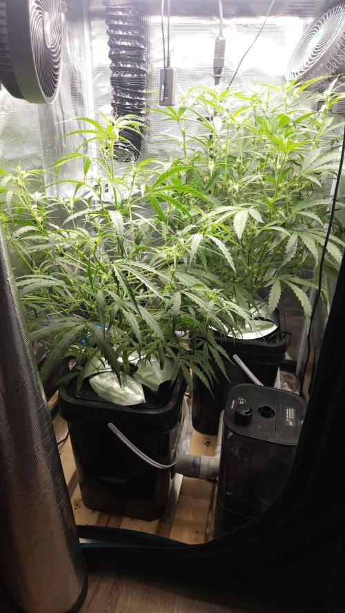 OG EVERGLADES & PINEAPPLE RUNTZ IBL. Week 6