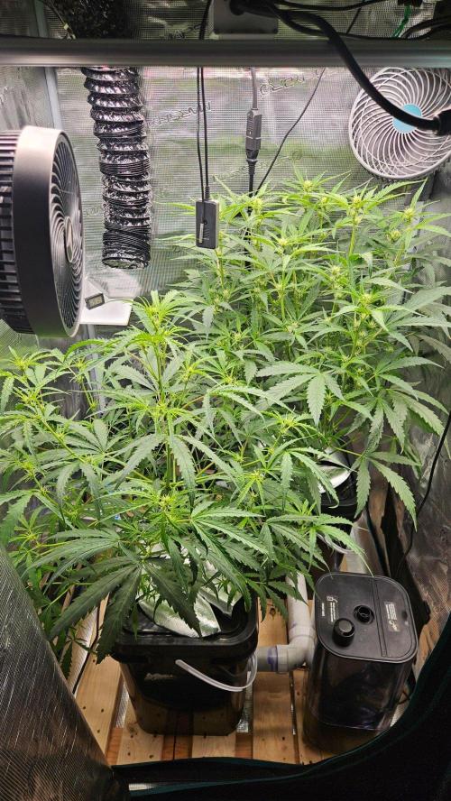 OG EVERGLADES & PINEAPPLE RUNTZ IBL. Week 6