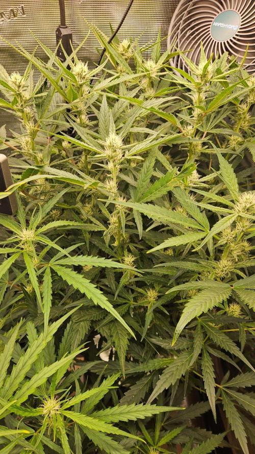 OG EVERGLADES & PINEAPPLE RUNTZ IBL. Week 7