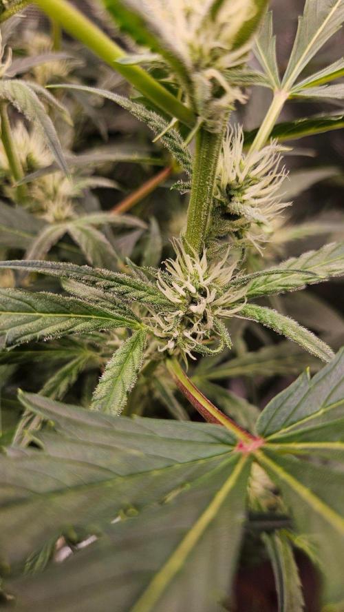 OG EVERGLADES & PINEAPPLE RUNTZ IBL. Week 7