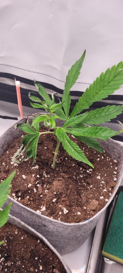 BubatzBuddy Clones. Week 2 - Runtz