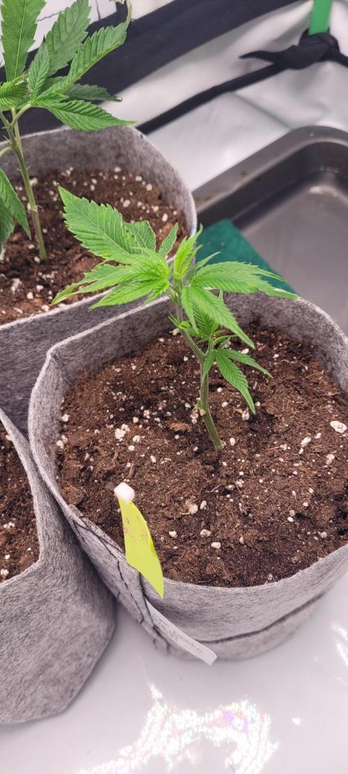 BubatzBuddy Clones. Week 2 - Blue Zushi