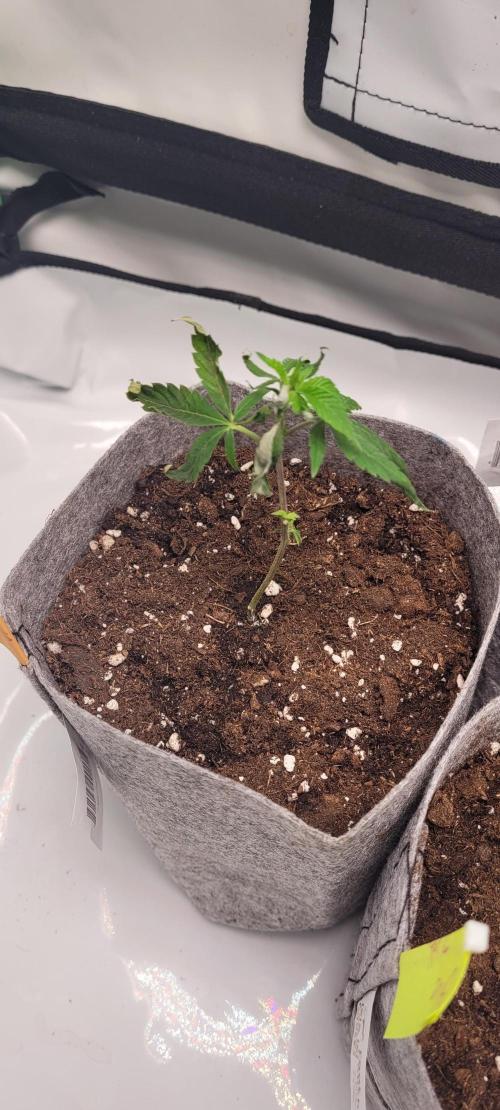 BubatzBuddy Clones. Week 2 - Candy Shop