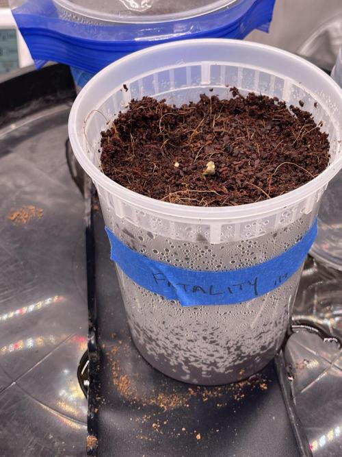 Finish him!. Week 0 - Fatality • Speedrun Seeds

Day #1