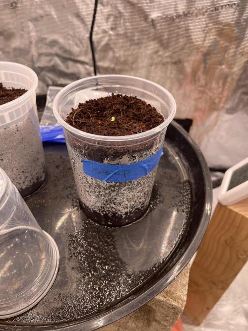 SLAMberry x Orange Portal. Week 0 - SLAMberry x Orange Portal. 
This was a freebie (4seeds)

