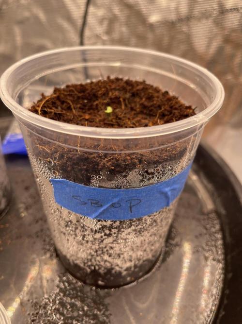 SLAMberry x Orange Portal. Week 0 - SLAMberry x Orange Portal. 
This was a freebie (4seeds)
