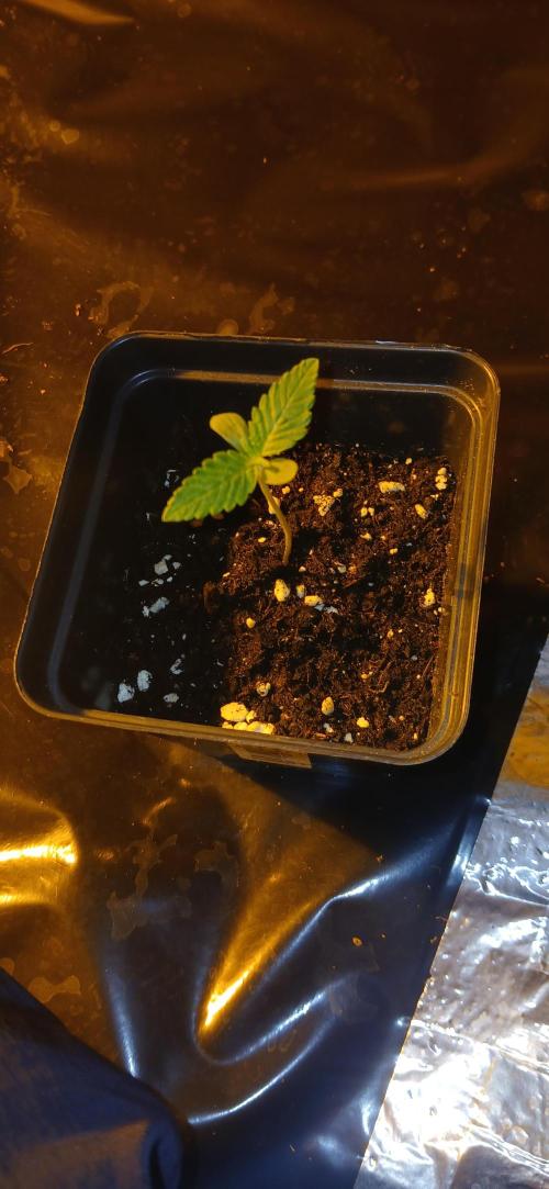 G13 Labs - White Critical. Week 1 - 3 days since germ