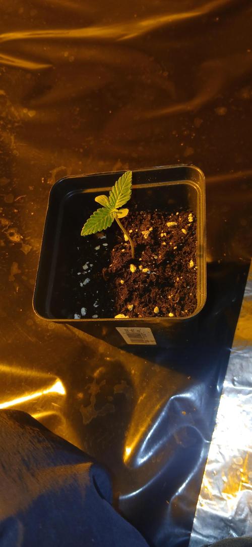 G13 Labs - White Critical. Week 1 - 3 days since germ