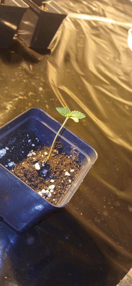 Emerald Triangle - Critical Sour Diesel. Week 1 - 3 days since germ, slightly lanky on the initial growth but nothing crazy.