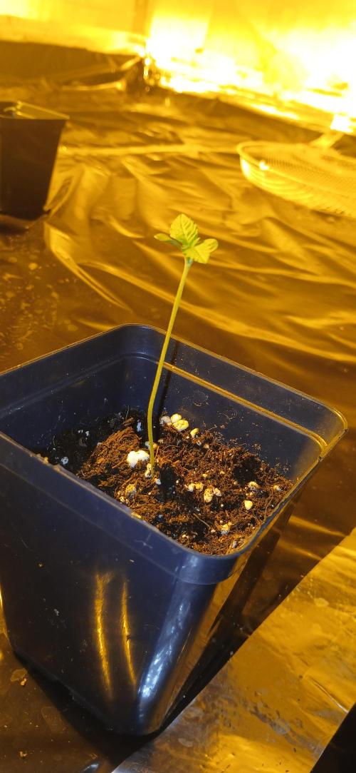 Emerald Triangle - Critical Sour Diesel. Week 1 - 3 days since germ, slightly lanky on the initial growth but nothing crazy.