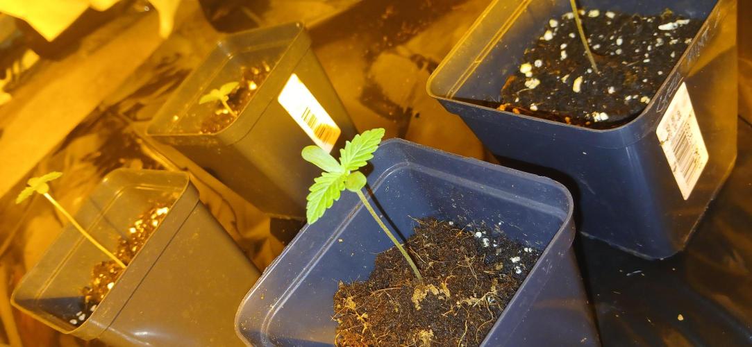 00 Seeds - Mimosa & Gelato Mints. Week 1