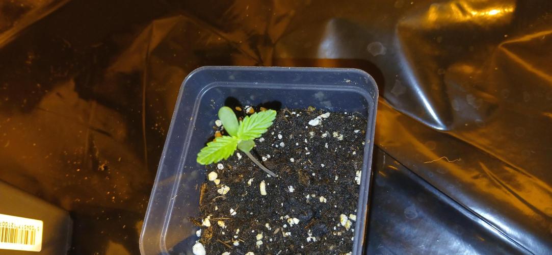 00 Seeds - Mimosa & Gelato Mints. Week 1