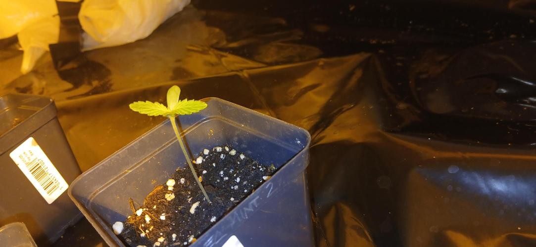 00 Seeds - Mimosa & Gelato Mints. Week 1