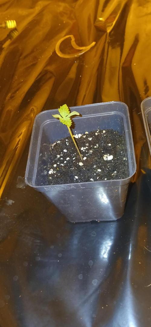00 Seeds - Mimosa & Gelato Mints. Week 1
