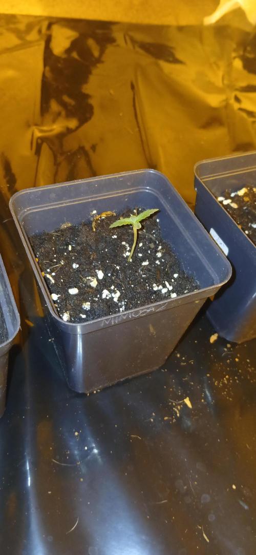 00 Seeds - Mimosa & Gelato Mints. Week 1