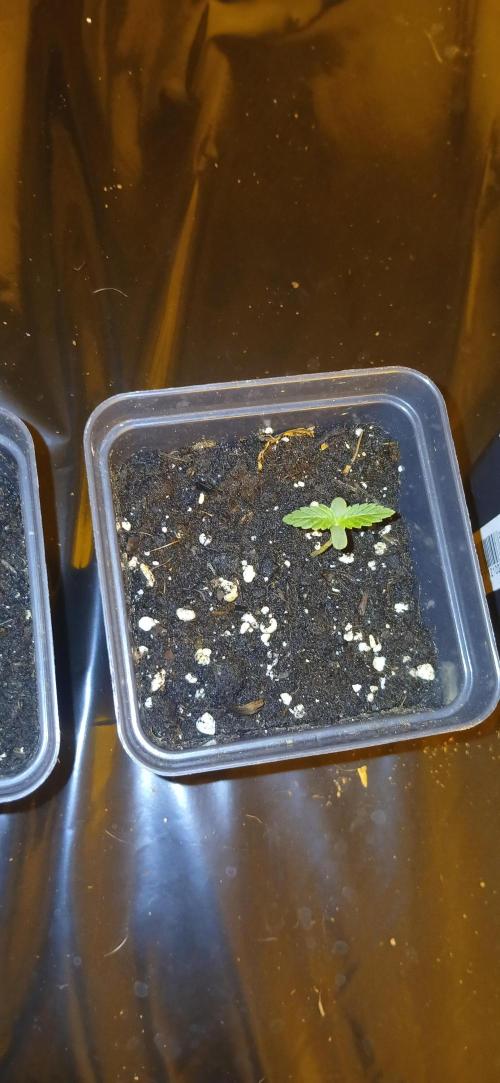 00 Seeds - Mimosa & Gelato Mints. Week 1