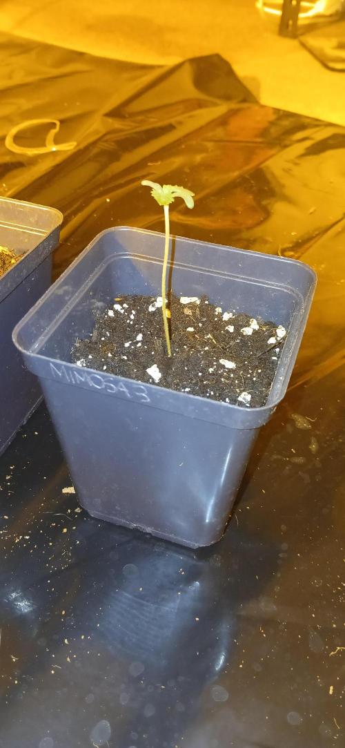 00 Seeds - Mimosa & Gelato Mints. Week 1