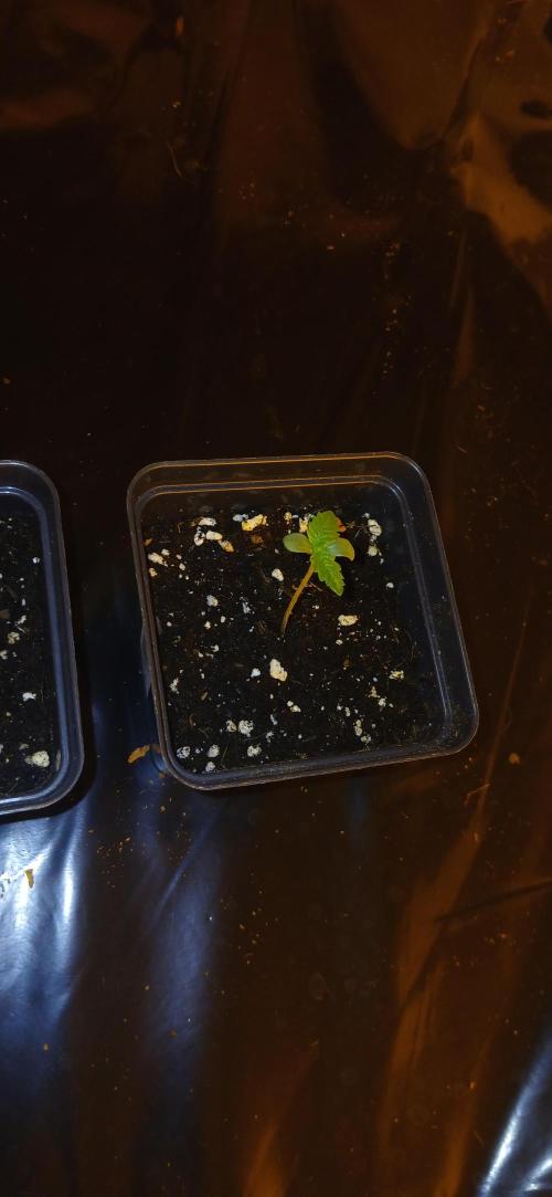 00 Seeds - Mimosa & Gelato Mints. Week 1