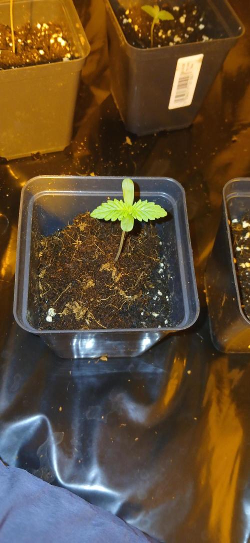 00 Seeds - Mimosa & Gelato Mints. Week 1