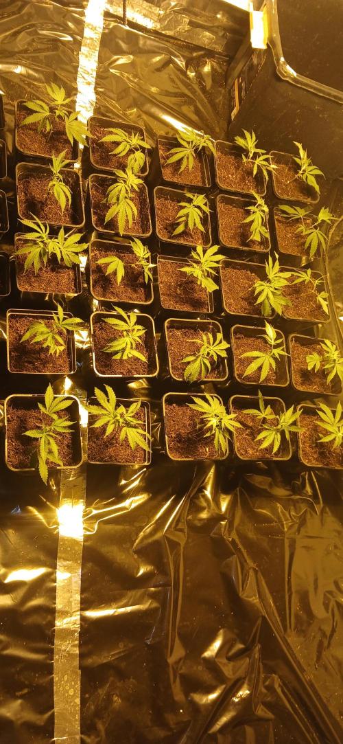 TopDawg - Clone Only UK Stardawg. Week 1 - 25x Clones from my mother. Day 1