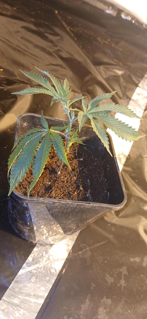 TopDawg - Clone Only UK Stardawg. Week 1 - 6 hours out of the prop, no droop, air temp 28c humidity 90. 