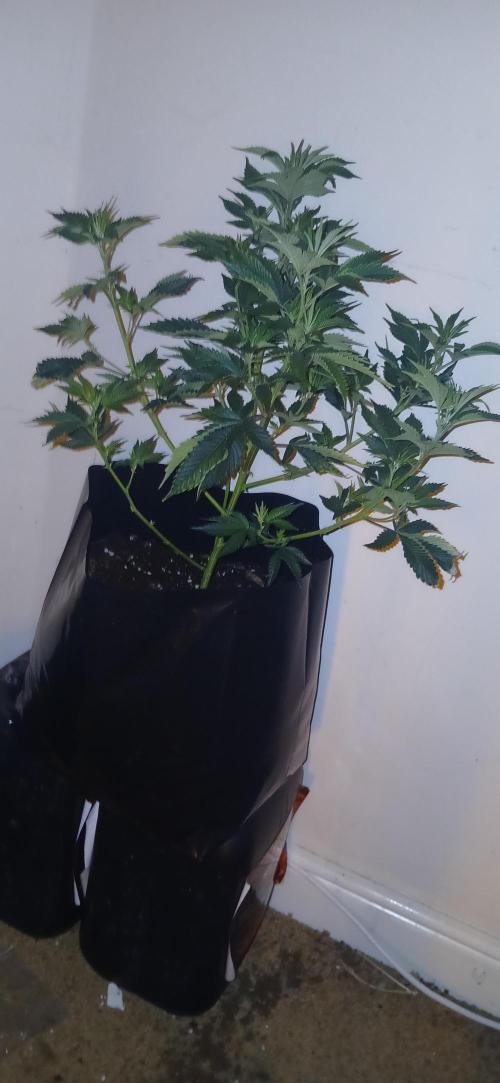 Jungleboys - Zkittlez Cake (Clone Only). Week 3 - Decent structure on these, they're really gonna take off over the next week.