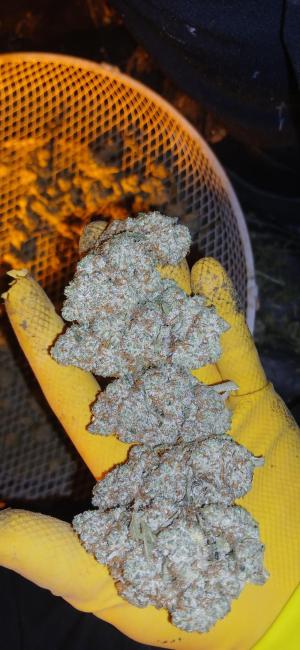 Comment by Nucleosynthesis photo #1