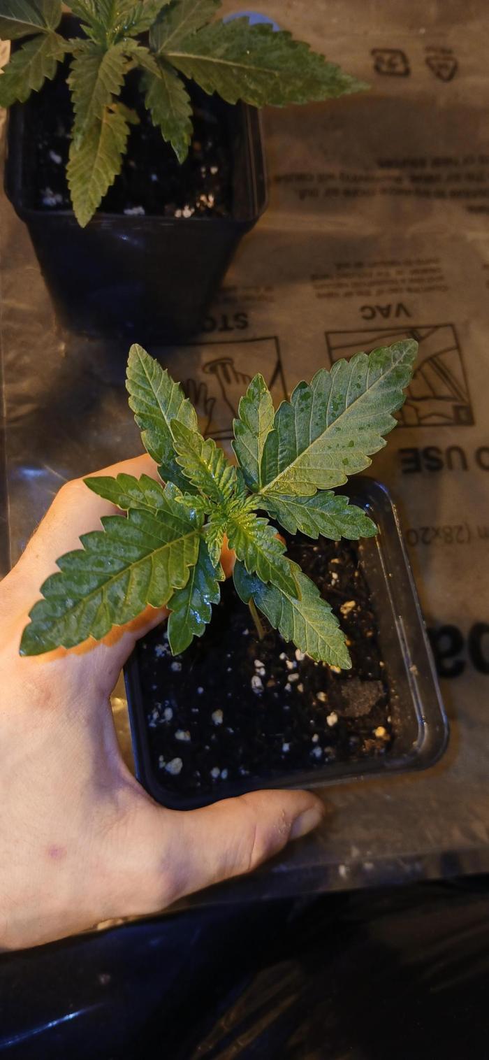 Emerald Triangle - Critical Sour Diesel. Week 2