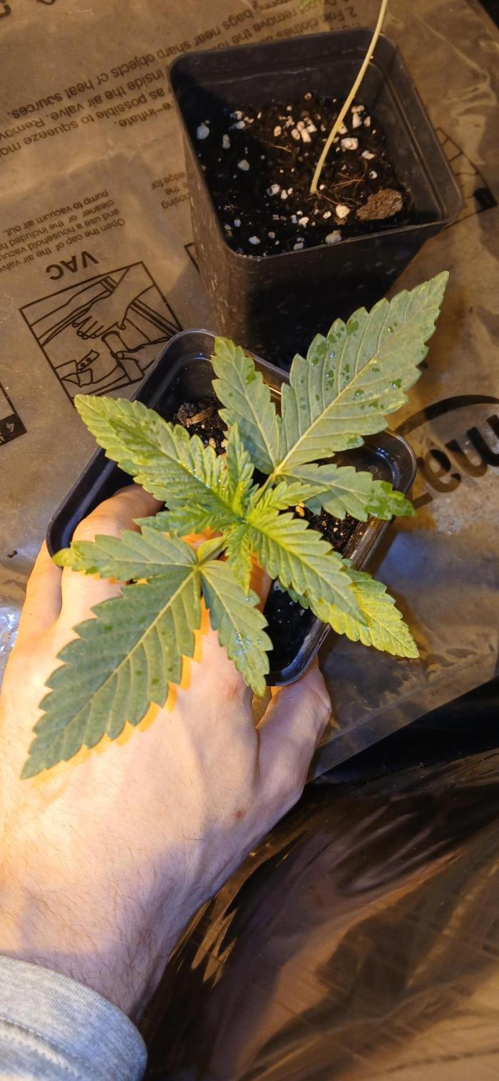 G13 Labs - White Critical. Week 2