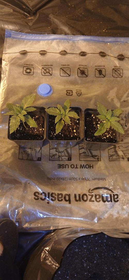 00 Seeds - Mimosa & Gelato Mints. Week 2 - Mimosa 1  2  3 