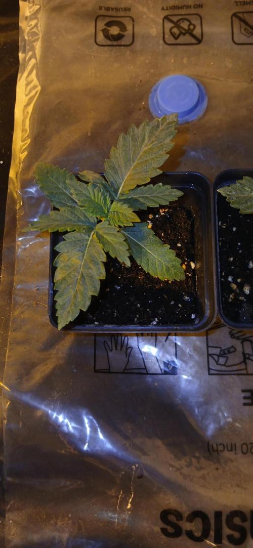 00 Seeds - Mimosa & Gelato Mints. Week 2 - Mimosa 1 