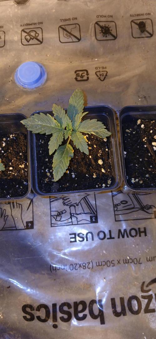 00 Seeds - Mimosa & Gelato Mints. Week 2 - Mimosa 2 