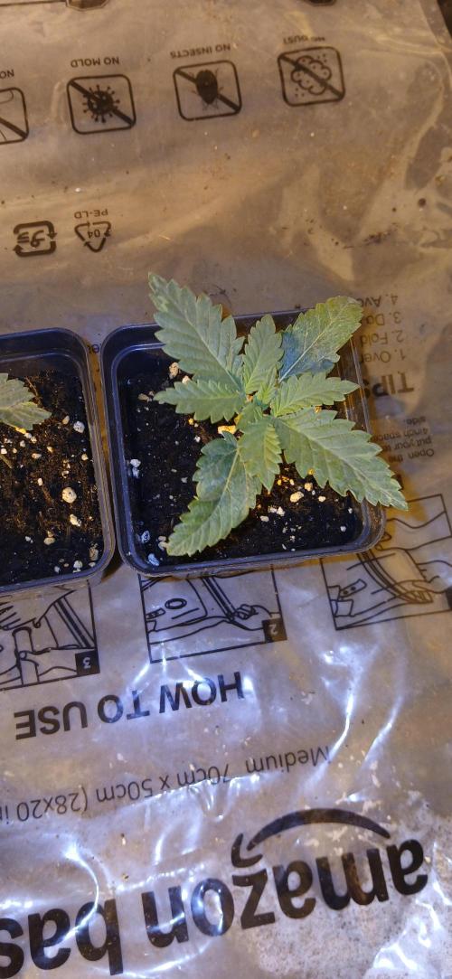 00 Seeds - Mimosa & Gelato Mints. Week 2 - Mimosa 3