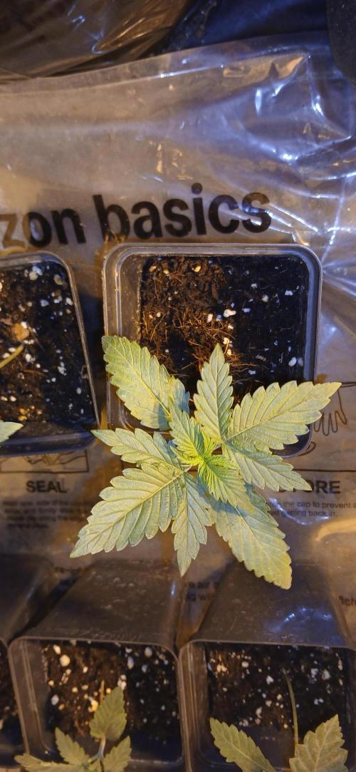 00 Seeds - Mimosa & Gelato Mints. Week 2 - Gel Mint 1