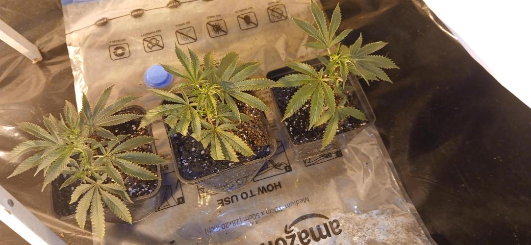 TopDawg - Clone Only UK Stardawg. Week 2