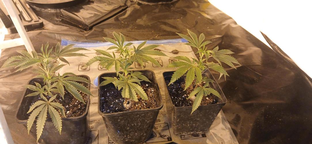 TopDawg - Clone Only UK Stardawg. Week 2