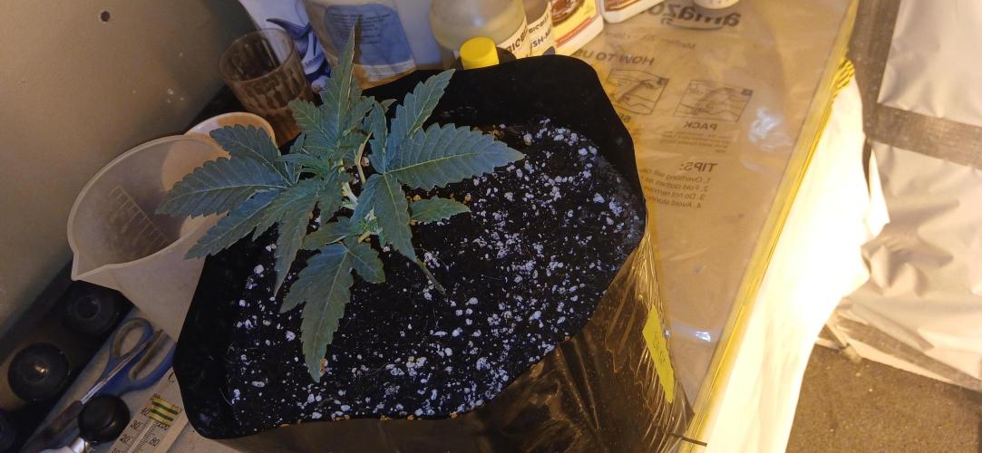 Emerald Triangle - Critical Sour Diesel. Week 3 - Day 16 since germ